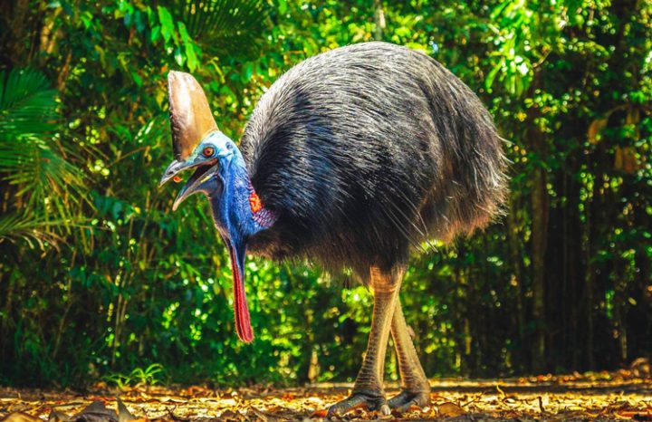 Cassowary