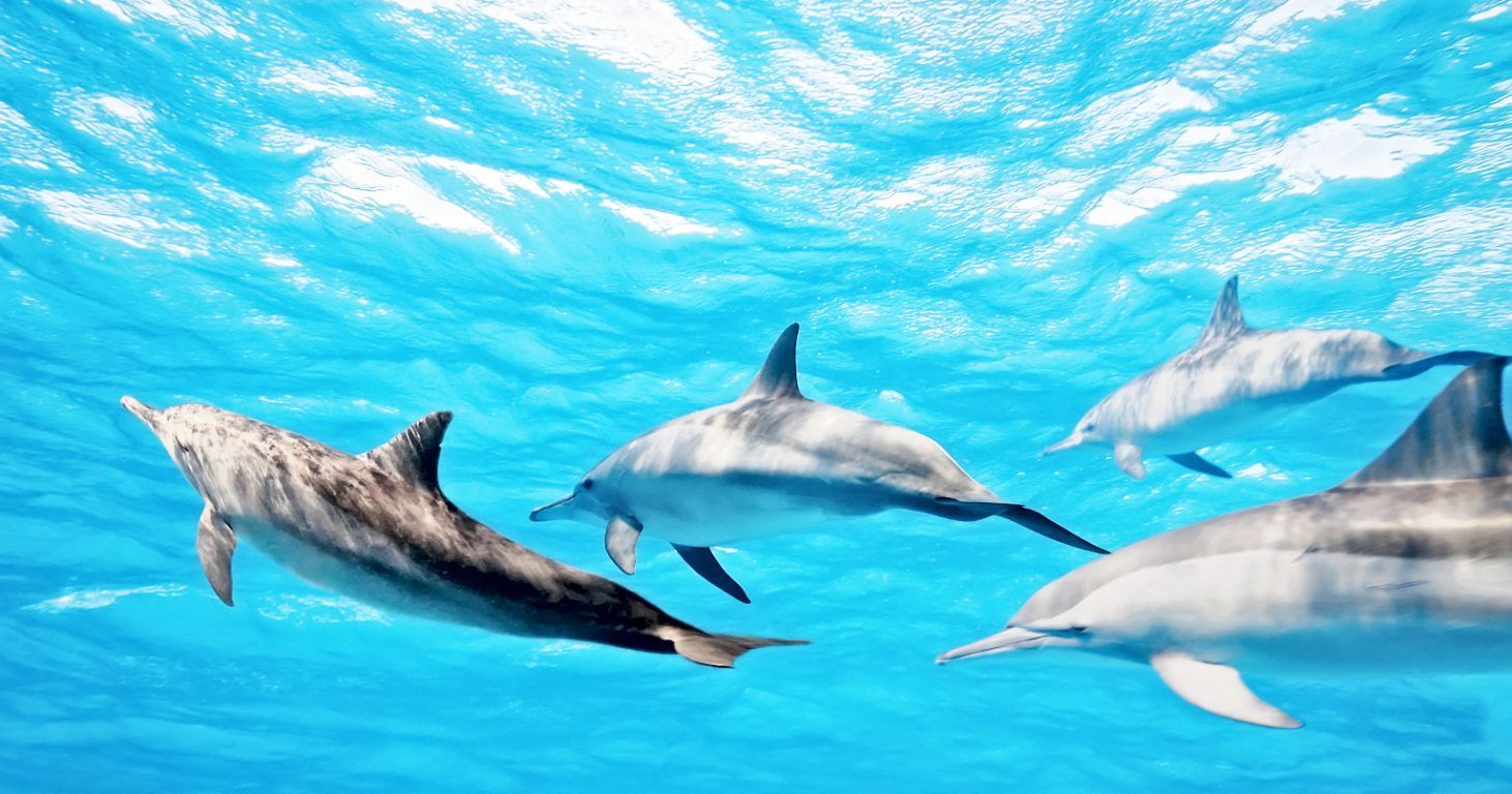 New Zealand Dolphin Experiences