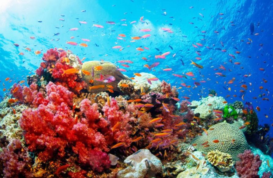 Diving jean michel cousteau resort luxury