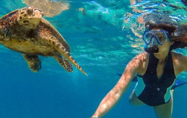 Turtle Swim Cook Islands