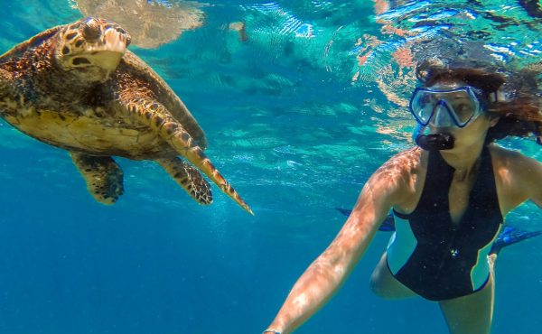 Turtle Swim Cook Islands